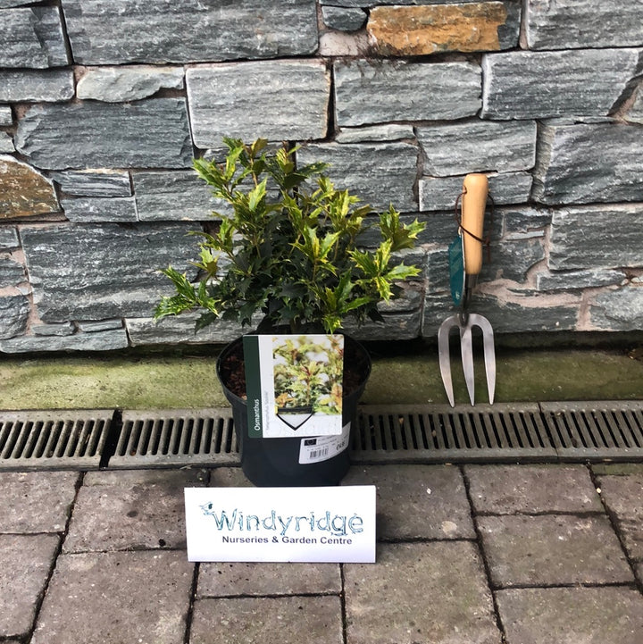 OSMANTHUS-HETEROPHYLLA-TRICOLOR-Potted