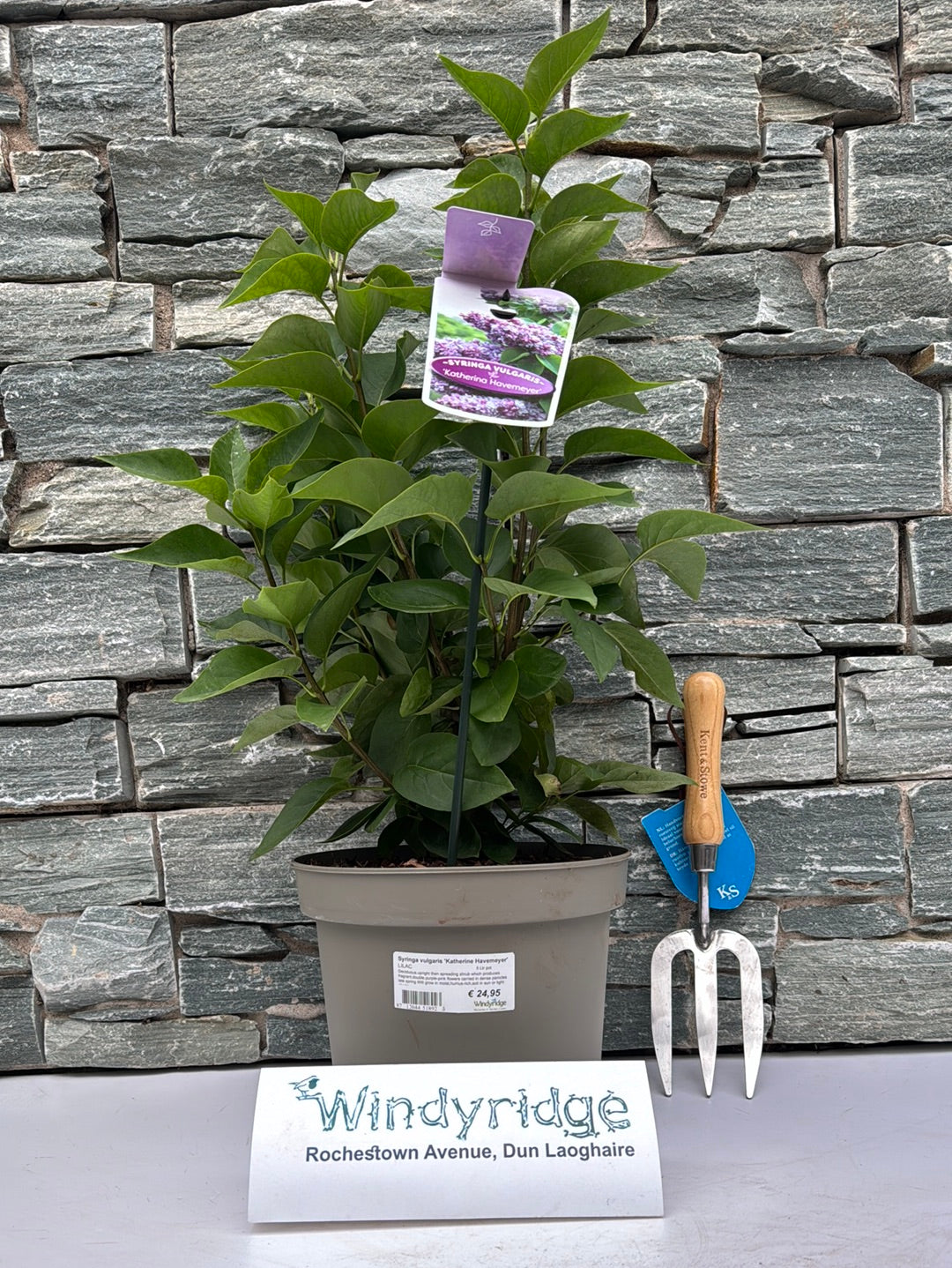 Syringa vulgaris Katherine Havemeyer  5 Ltr pot