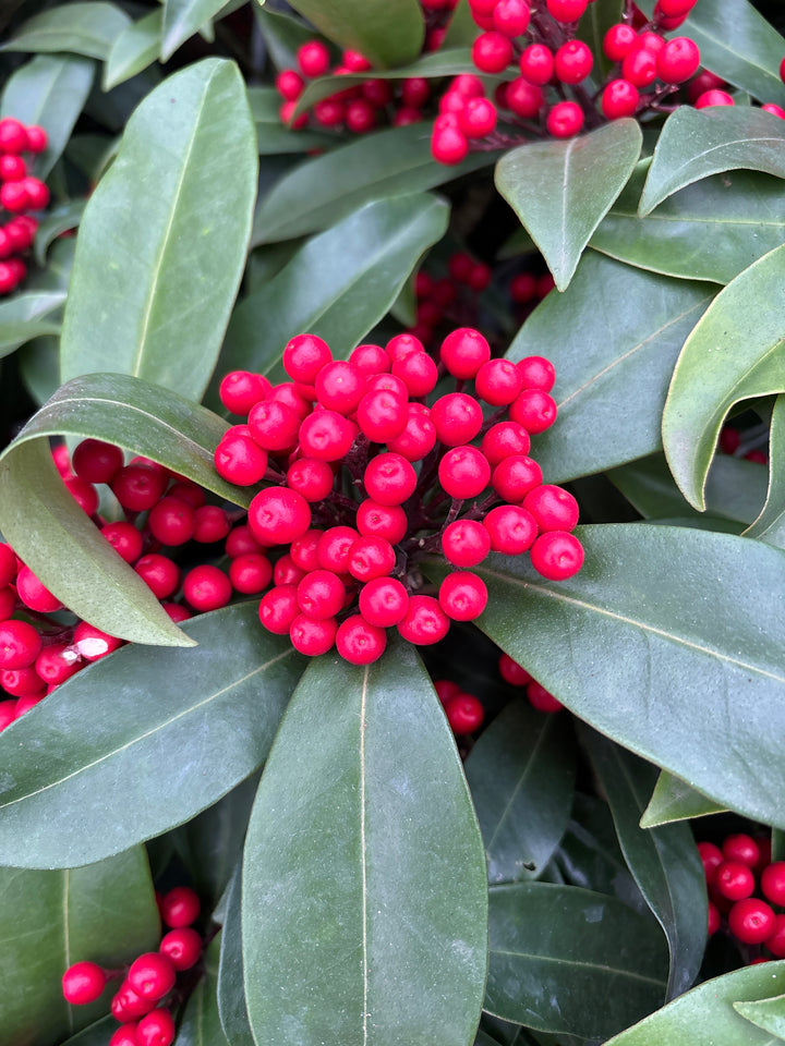 SKIMMIA J. REEV JANNE