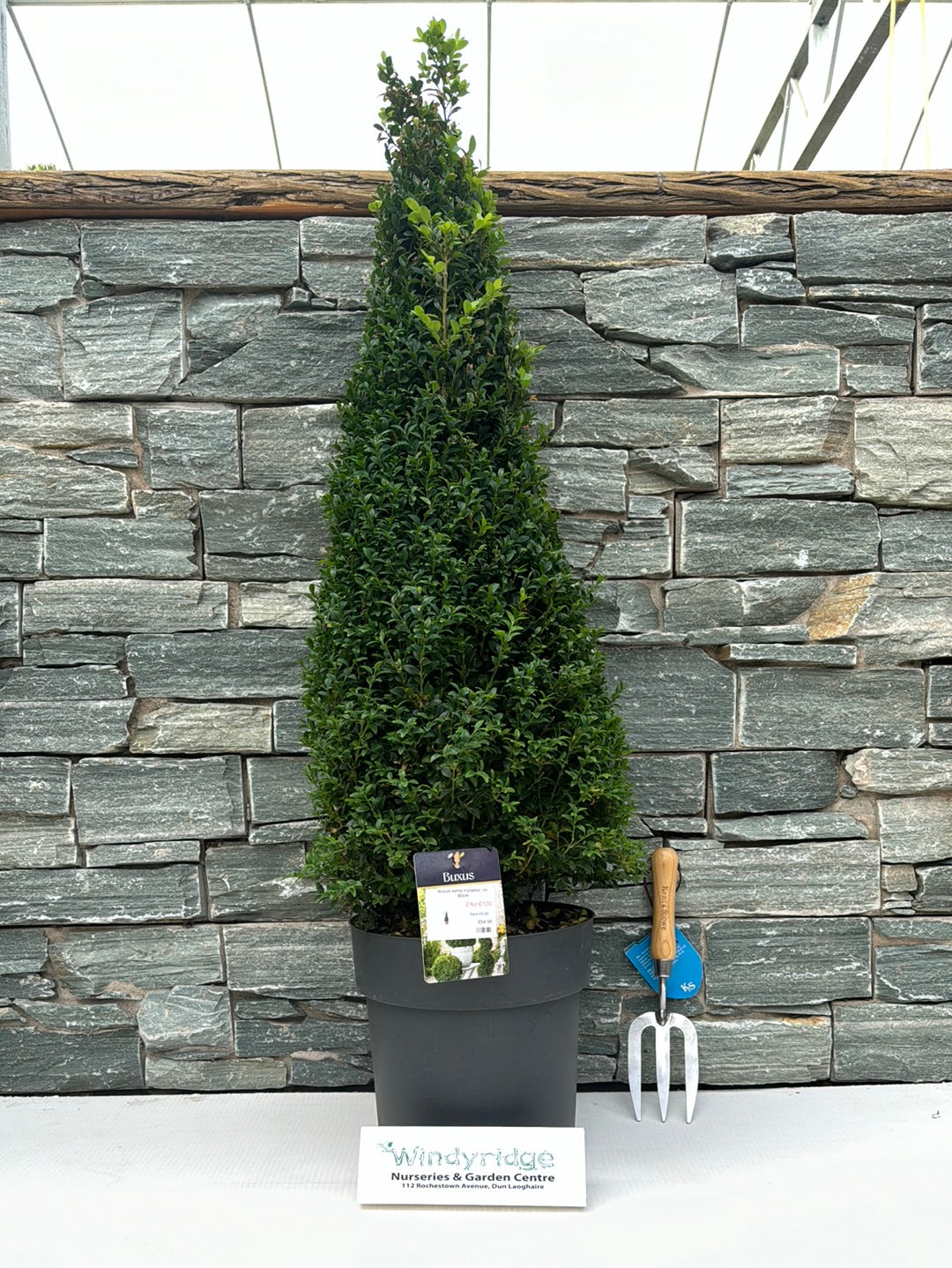 Buxus semp Pyramid 70-80cm