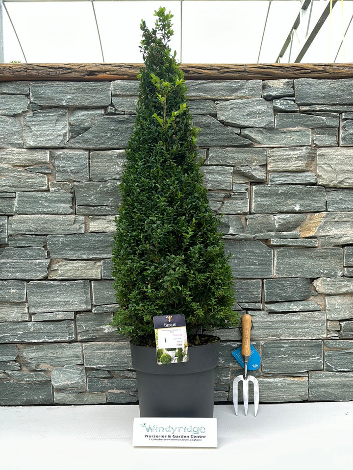 Buxus semp Pyramid 70-80cm