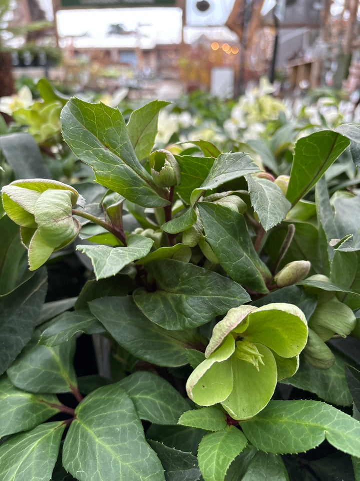 Helleborus Diamonfire  P17