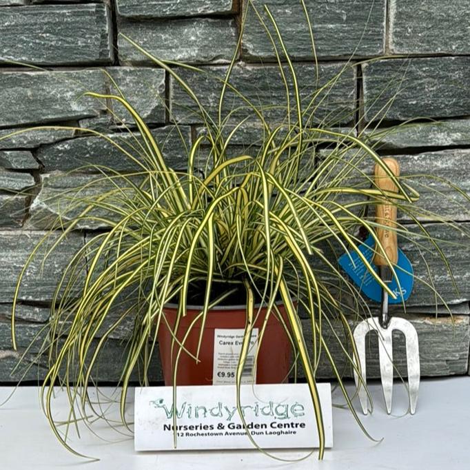 Carex Everoro