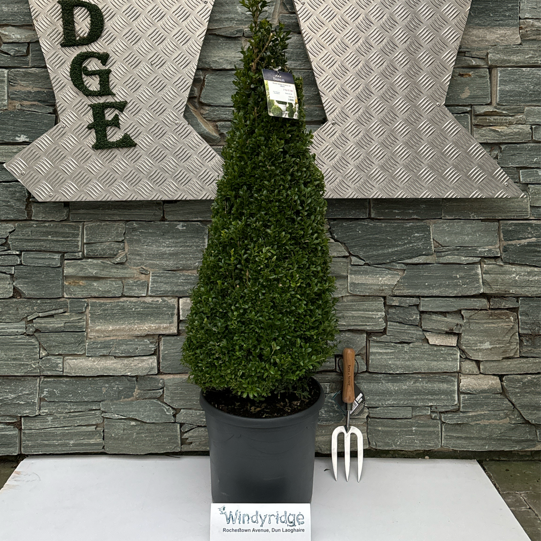 Buxus semp Pyramid 90-100cm