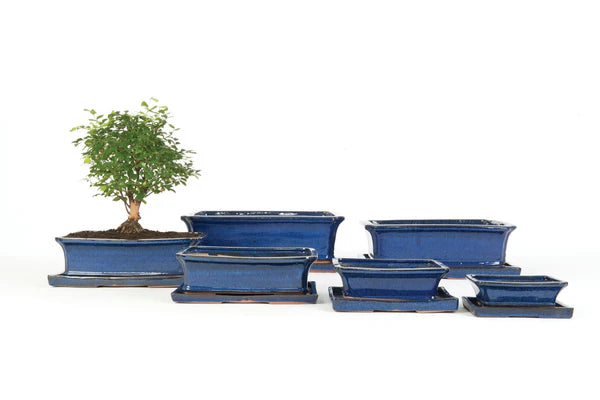 BONSAI BLUE POT Ø40cm RECTANGL