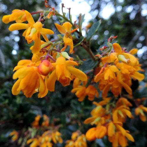 BERBERIS DARWINII NANA