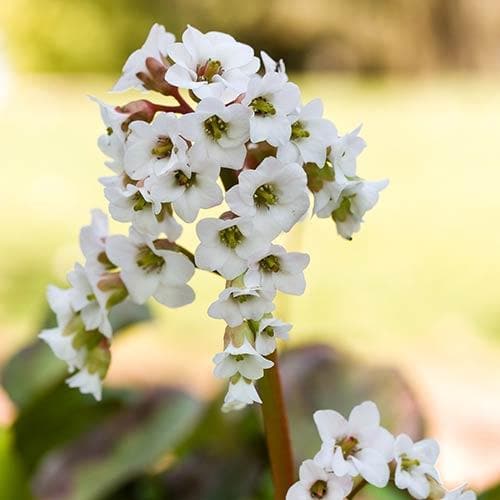 Bergenia Bressingham White