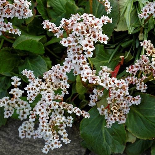 Bergenia Bressingham White