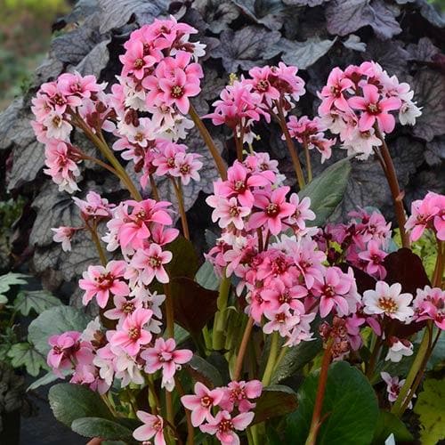 Bergenia Dragonfly Sakura