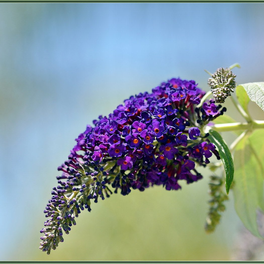 Buddleia Black Knight