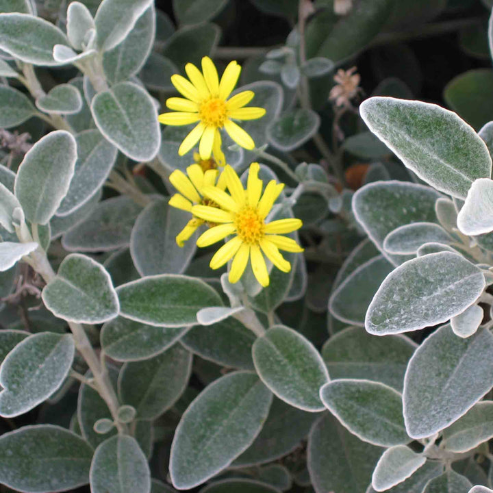 Brachyglottis-Sunshine-Flower