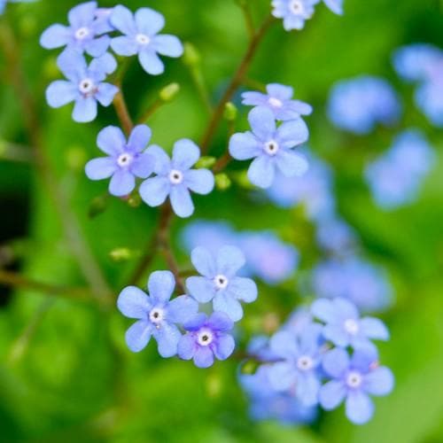 Brunnera macrophylla