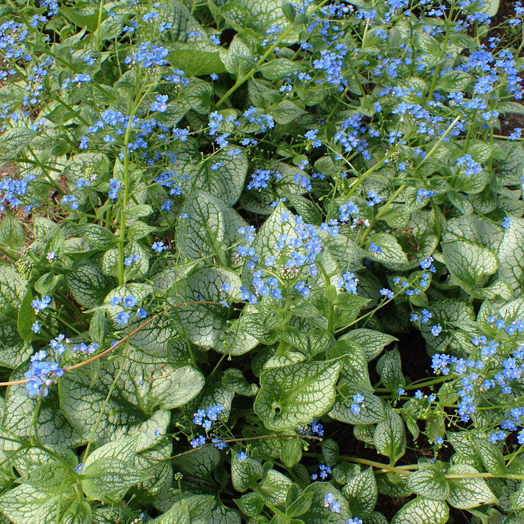 BRUNNERA mac. Sea Heart