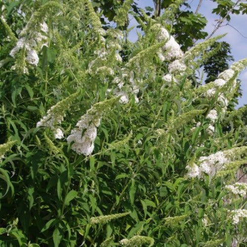 Buddleja Buzz Ivory