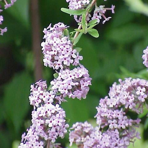 Buddleja alternifolia Unique