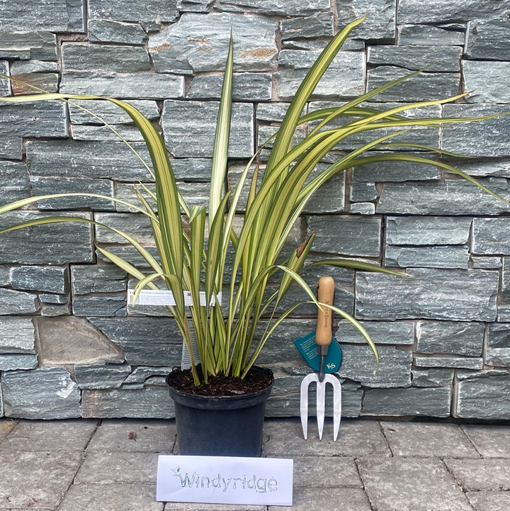 PHORMIUM Cream Delight  40/50  3L