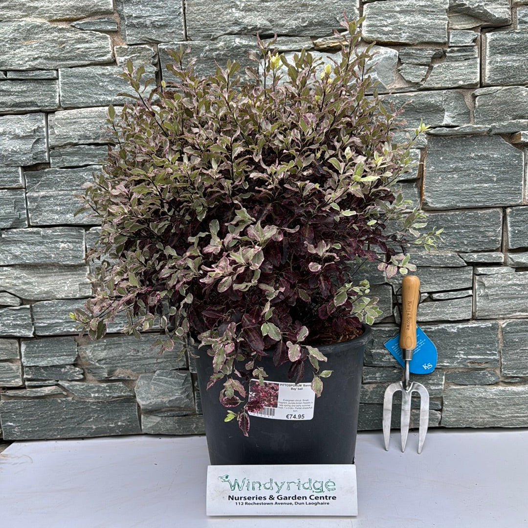 PITTOSPORUM Bannow Bay Ball