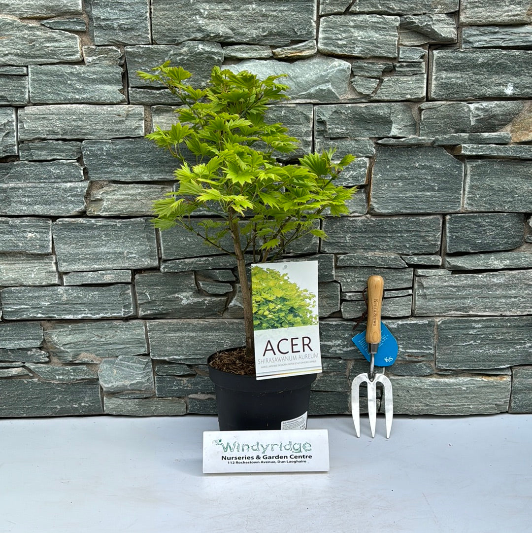 Acer shirasawanum Aureum  4 Ltr pot