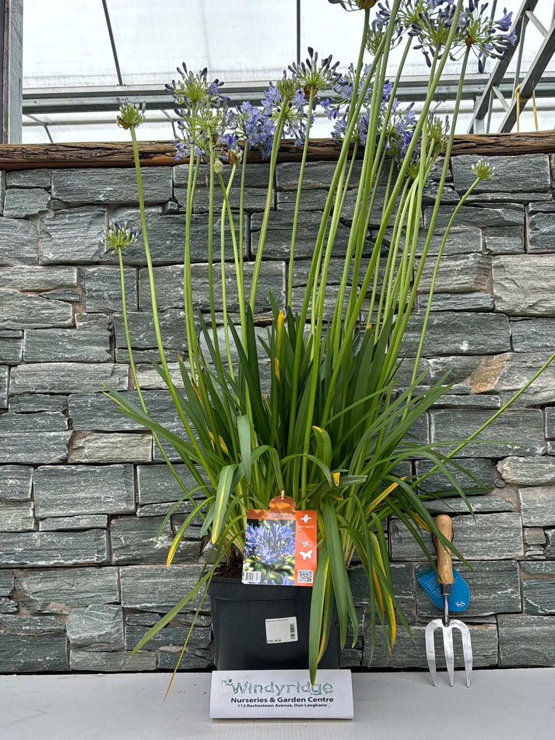 Agapanthus Blue Cloud