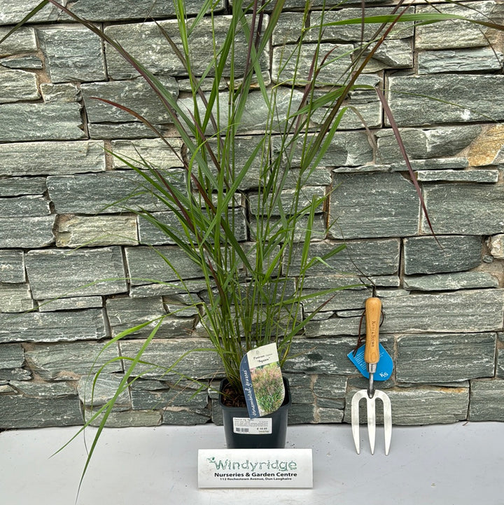 Panicum virg. Squaw  2L, square pot