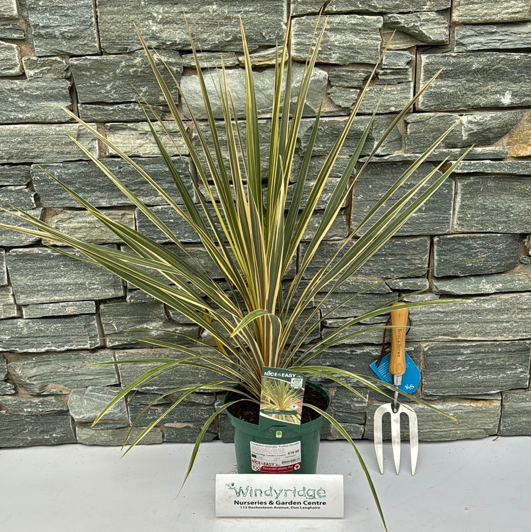 Cordyline australis Torbay Dazzler