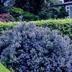 CEANOTHUS Victoria