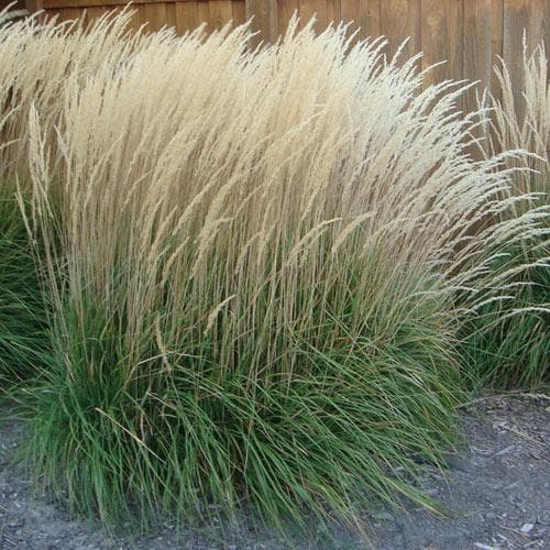 Feather Reed Grass (Calamagrostis Acutiflora Karl Foerster)