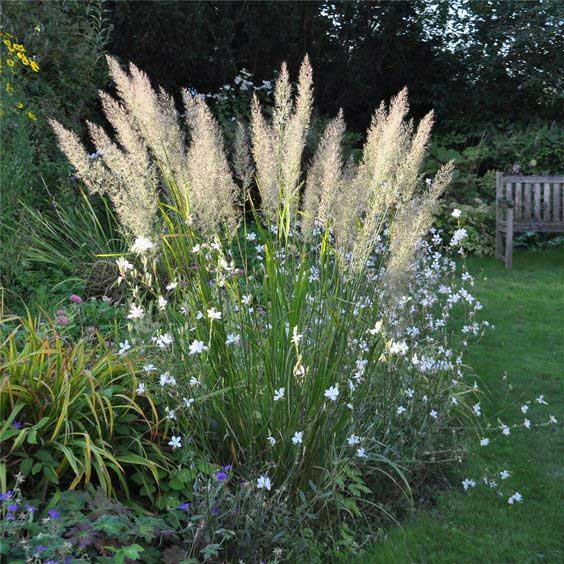 CALAMAGROSTIS brachytricha