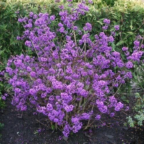 Callicarpa bod. Profusion