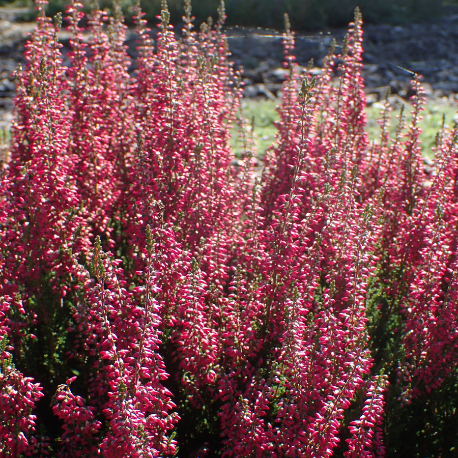 Calluna-vulgaris-Beauty-Ladies-pink-Planted-1