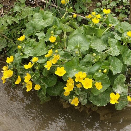 Marsh Marigold Caltha Palustris Polypetala (9cm Pot)