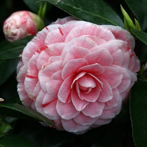 Camellia jap. Bonomiana