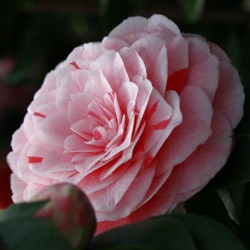 Camellia jap. Bonomiana