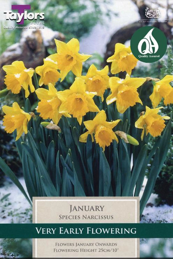 NARCISSUS JANUARY X 8