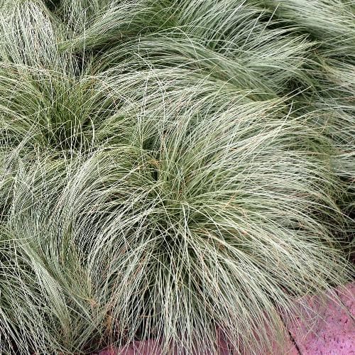 CAREX Amazon Mist