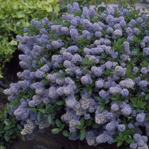 CEANOTHUS T. REPENS