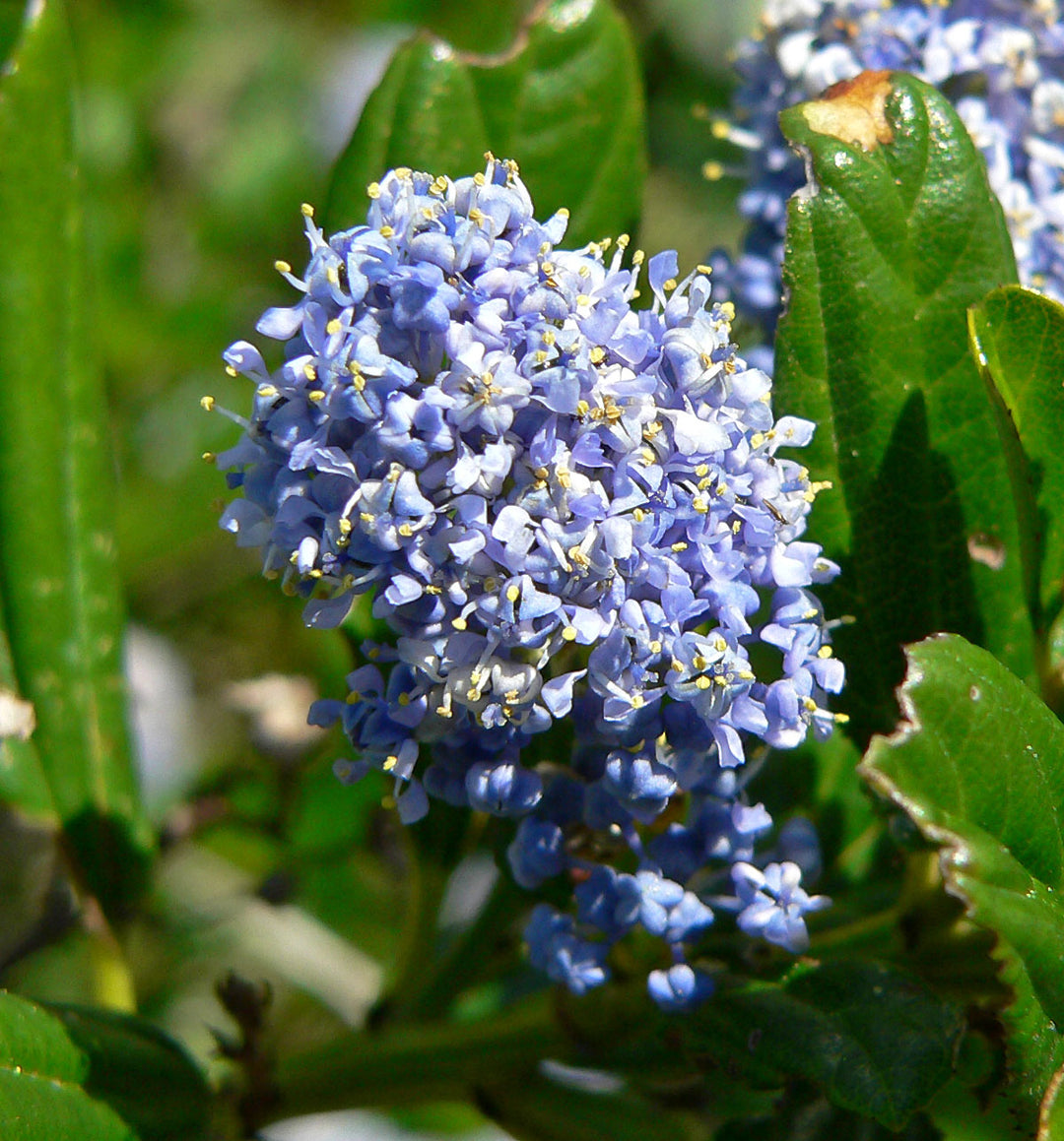 Ceanothus thyrs. repens