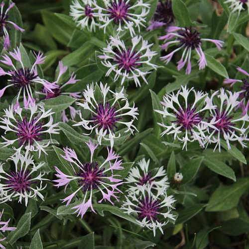 Mountain Cornflower Centaurea Amethyst in Snow (2Ltr Pot)