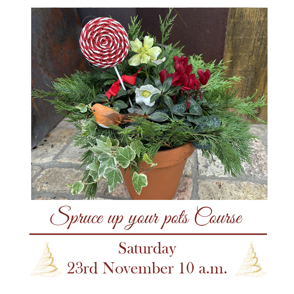 Festive Potting Up with Martina Saturday 23rd November (10:30 am)