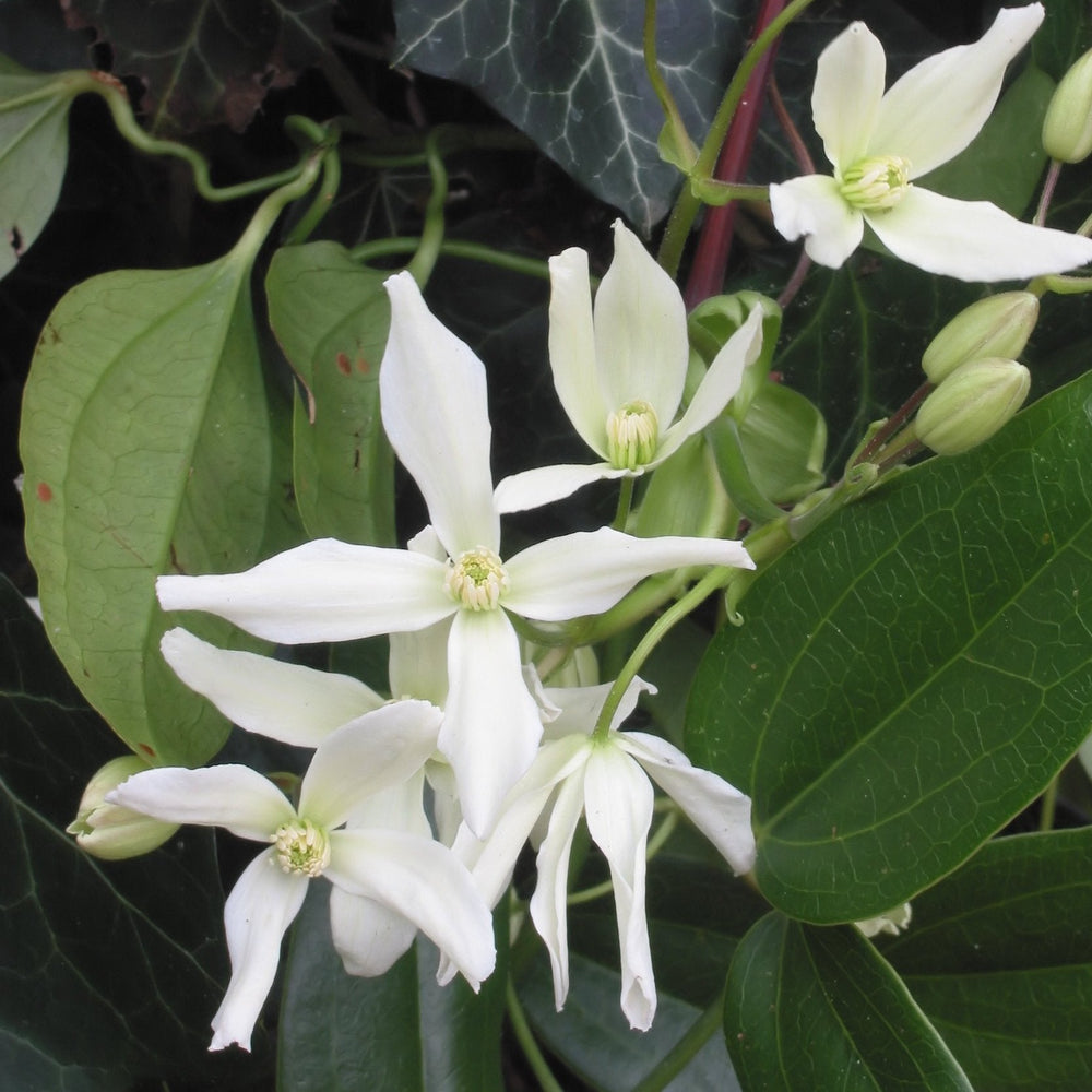 CLEMATIS-ARMANDII-SNOWDRIFT-Flower-1