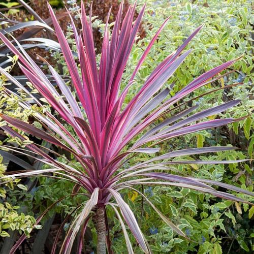 Cabbage Palm (Cordyline australis Pink Passion)