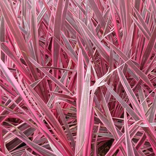 Cabbage Palm (Cordyline australis Pink Passion)