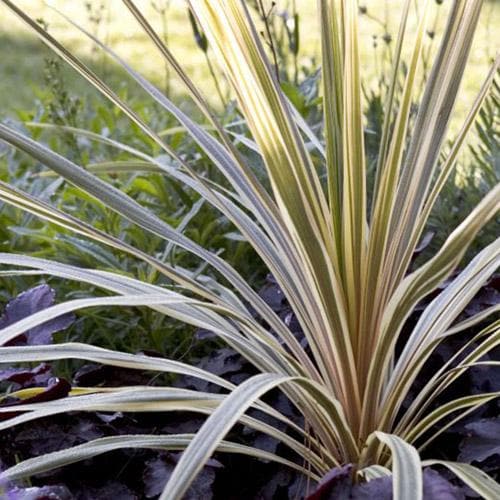 Cabbage Palm (Cordyline Australis Torbay Dazzler)