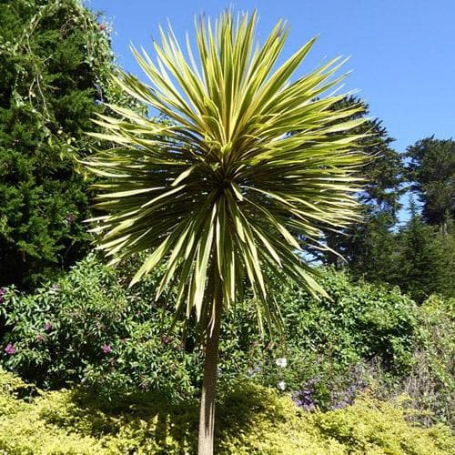 Cabbage Palm (Cordyline Australis Torbay Dazzler)