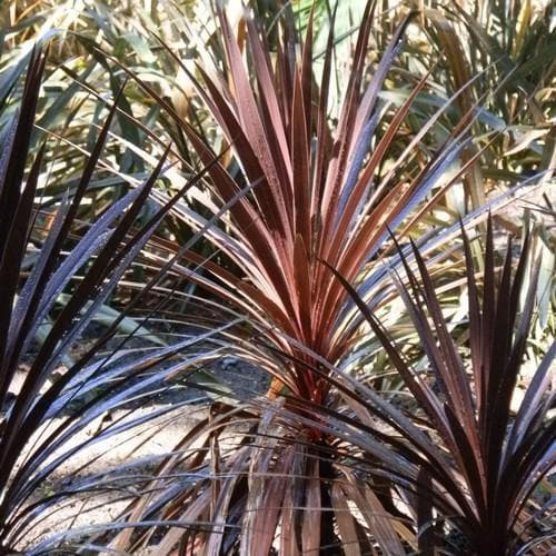 Cordyline aus. Red Star