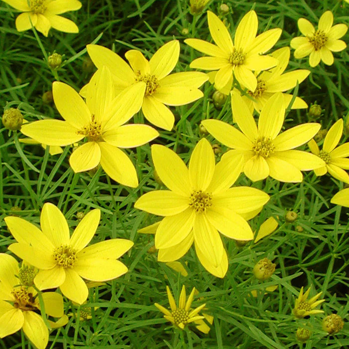 Coreopsis verticillata Zagreb