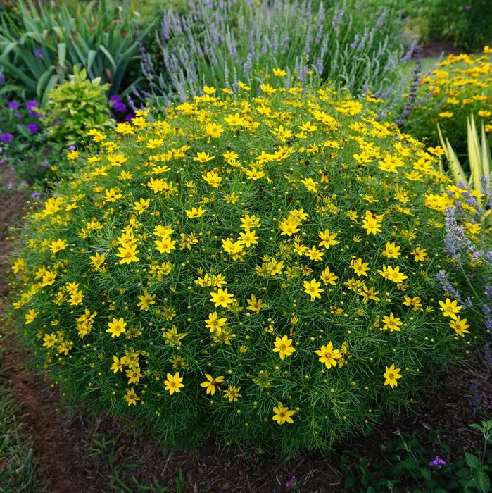 Coreopsis verticillata Zagreb