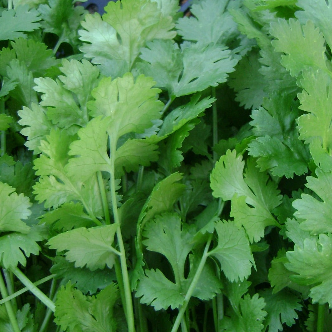 Coriander