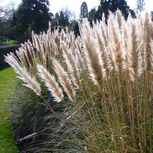 Cortaderia Selloana