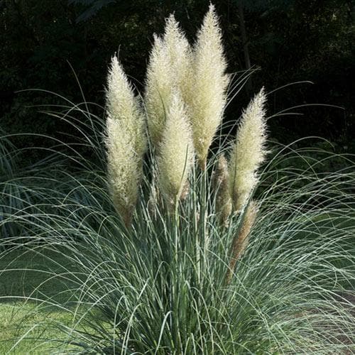 Cortaderia Selloana